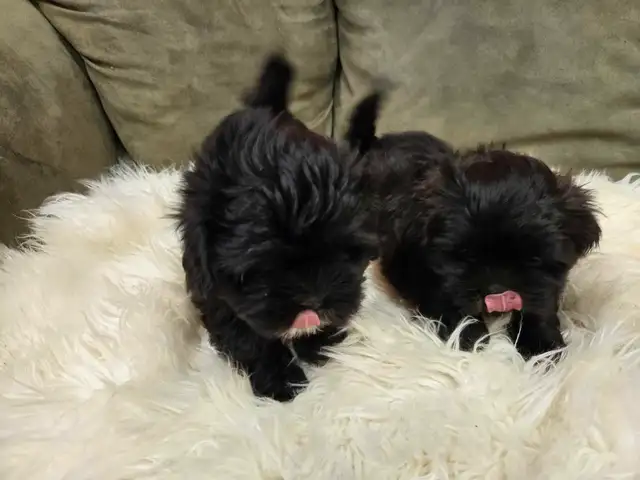 Shichon Puppies in Dogs & Puppies for Rehoming in Winnipeg - Image 2