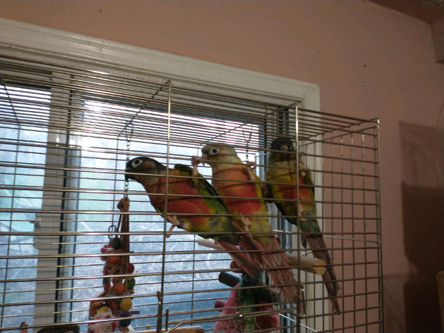 Pineapple and Yellowsided Conures in Birds for Rehoming in North Bay - Image 4