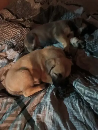 Presa-Puppies for rehoming, View more