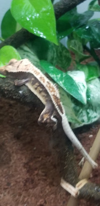 Crested gecko w/ enclosure.