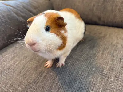 guinea pig free to good home, View more