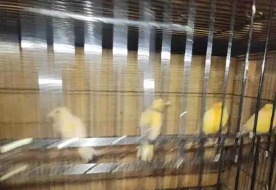 4 canary breeding group , View more