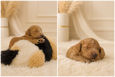 Red/Apricot F1 Goldendoodle Puppies | DNA Tested Parents, View more