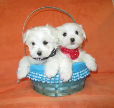 Toy Maltese puppies (647-332-8024), View more