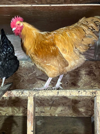 Buff Orpington Roosters