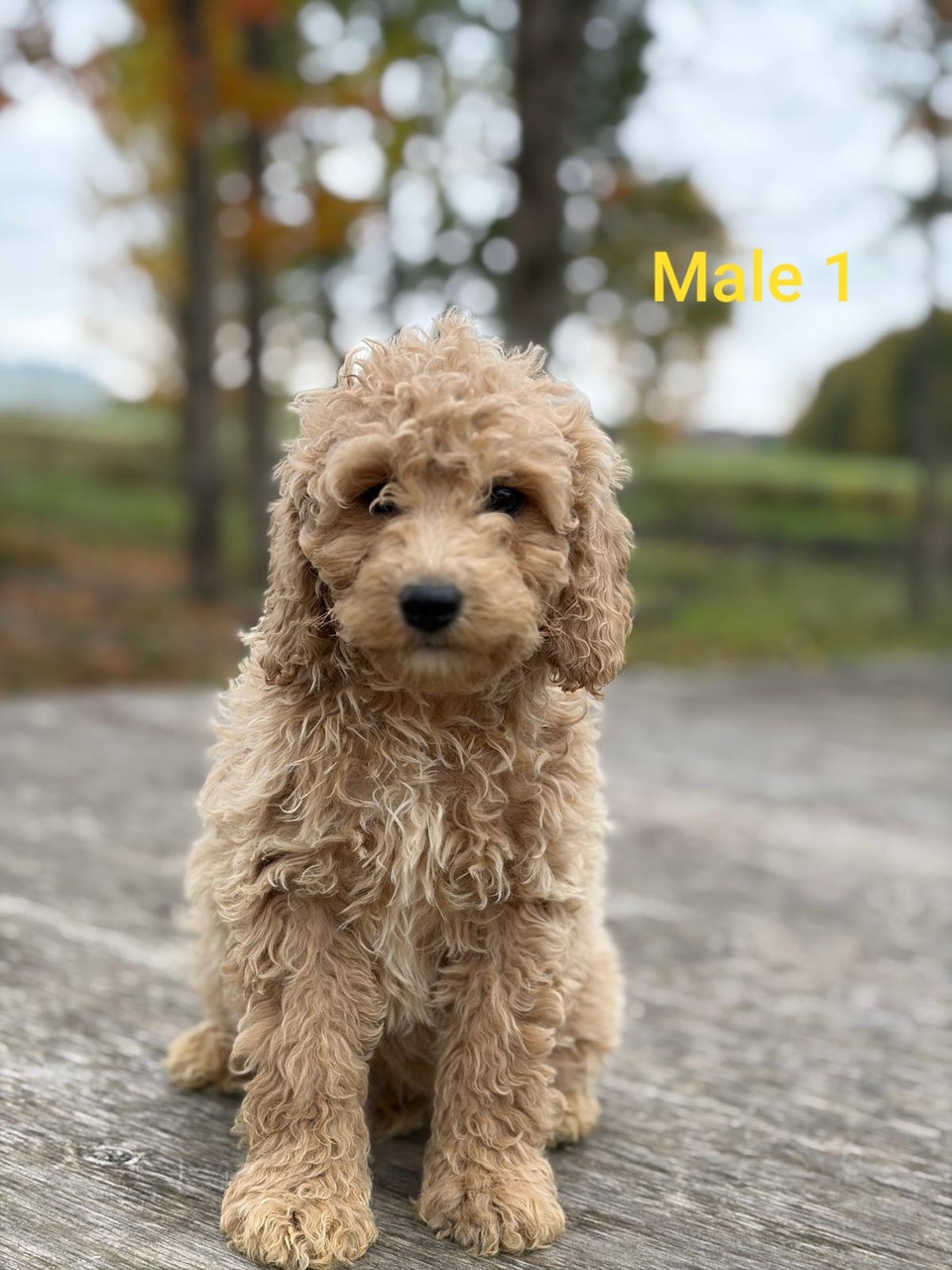 Cockapoo Puppies available | Dogs & Puppies for Rehoming | Mississauga ...