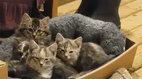 Cute Farm  Kittens 4 Adoption
