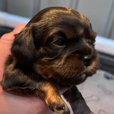 CKC Cavalier King Charles Spaniel Puppies, View more