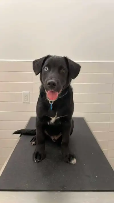 Pirate – 4-Month-Old Puppy Looking for His Forever Home, View more