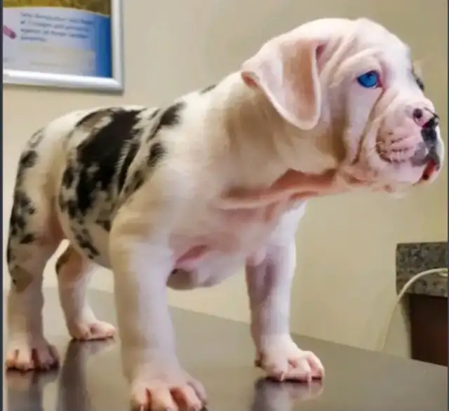 Olde English Bulldog Puppies in Dogs & Puppies for Rehoming in City of Toronto - Image 16