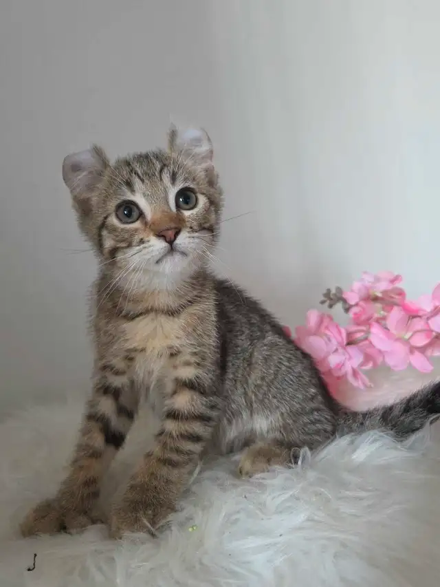Wow magnifique chatton  highland in Cats & Kittens for Rehoming in Laurentides - Image 4