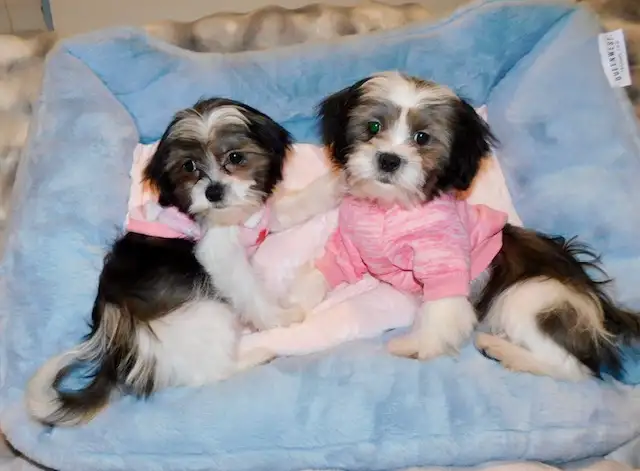 Chiots Malshi  (514-430-1821) in Dogs & Puppies for Rehoming in City of Montréal - Image 3