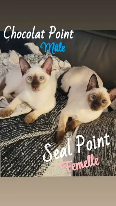 *English message will follow Je vous présente les petits adorables Ils sont prêts pour l'adoption dè...