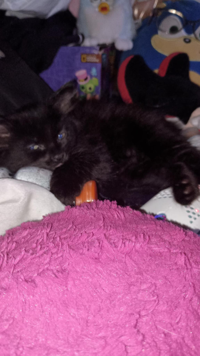 Kittens in Cats & Kittens for Rehoming in Gatineau