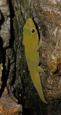 Gecko poussières  d or