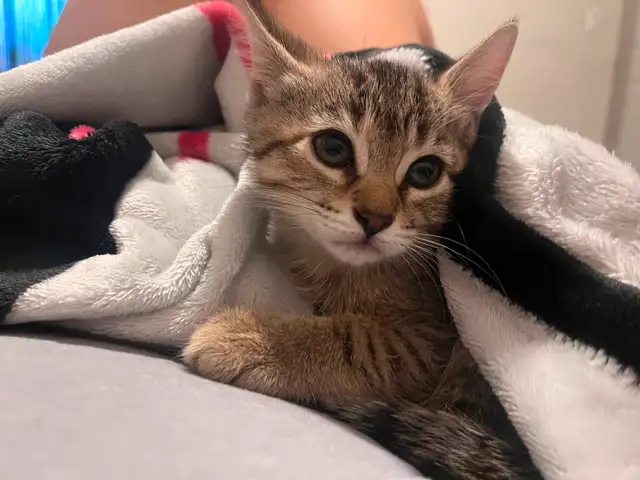 girl kitten in Cats & Kittens for Rehoming in St. Catharines - Image 4