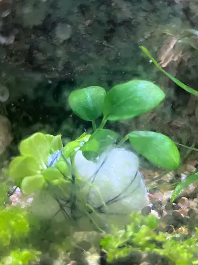 Aquatic plants (Anubias), View more
