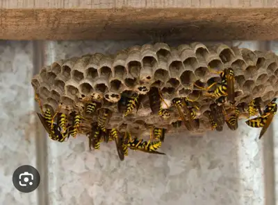 WASP, Hornets Nest Treatment by PROFESSIONALS Exterminator, View more