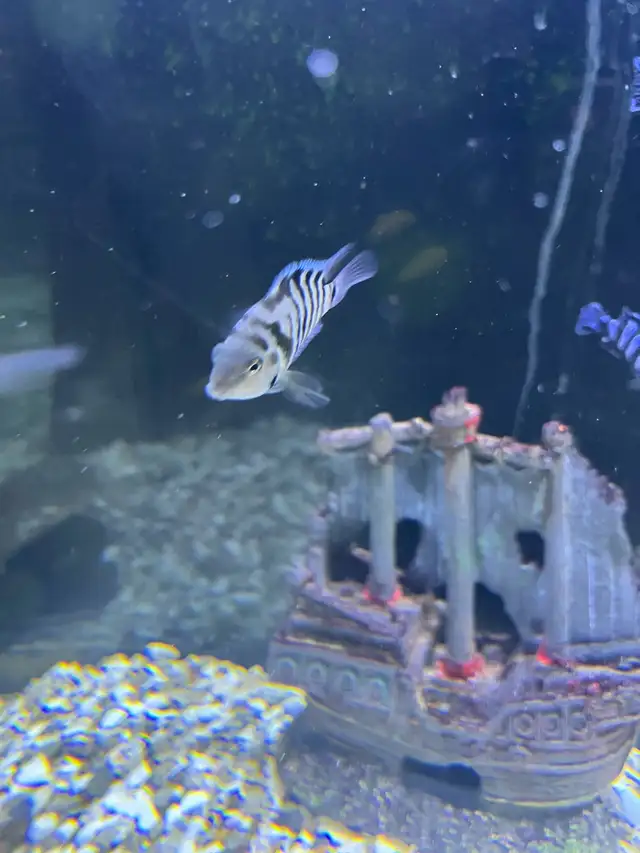 convict cichlids  in Fish for Rehoming in Oshawa / Durham Region - Image 4
