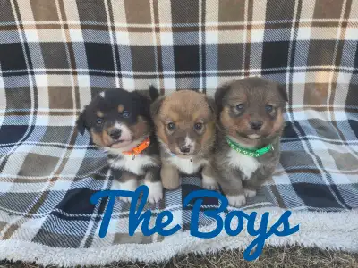 ❤️Precious Welsh Corgi Pups❤️, View more
