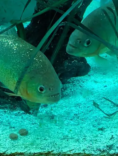 3 Red Belly Piranha 4 sale 7".   $65, View more