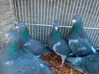 High quality racing pigeons for sale.