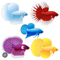  Looking for a betta. Rehoming 