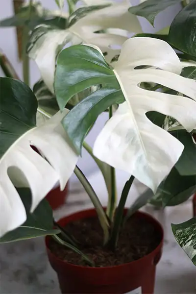 Combo : 2 Monstera rooted wetstick of your choice in Plants, Fertilizer & Soil in City of Toronto - Image 9