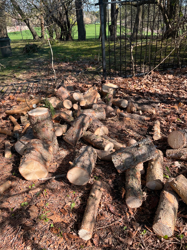 UNLIMITED AMOUNT OF FIREWOOD-ONLY $100.00 in Fireplace & Firewood in Markham / York Region - Image 2