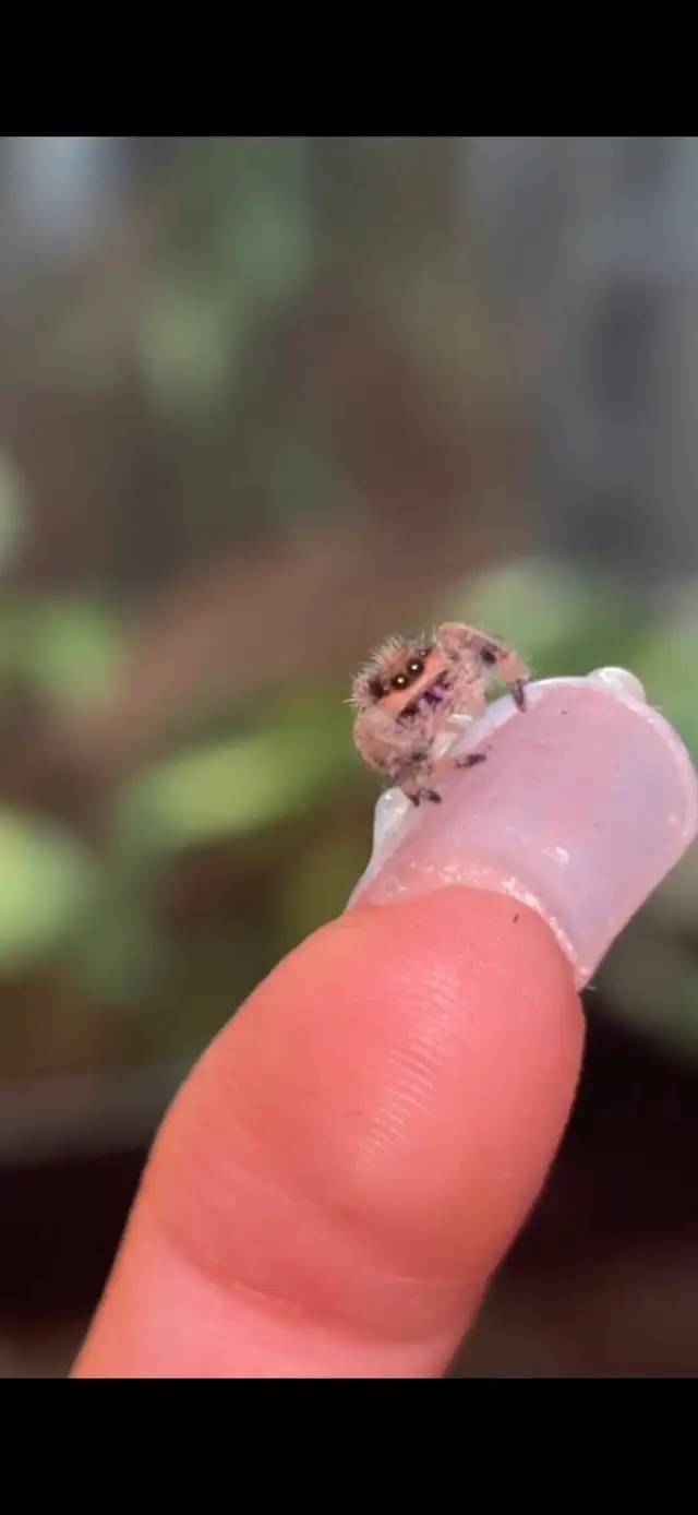JUMPING SPIDERS FOR SALE in Small Animals for Rehoming in Markham / York Region - Image 7
