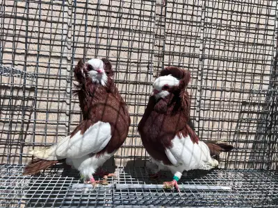 Fancy Pigeons, View more