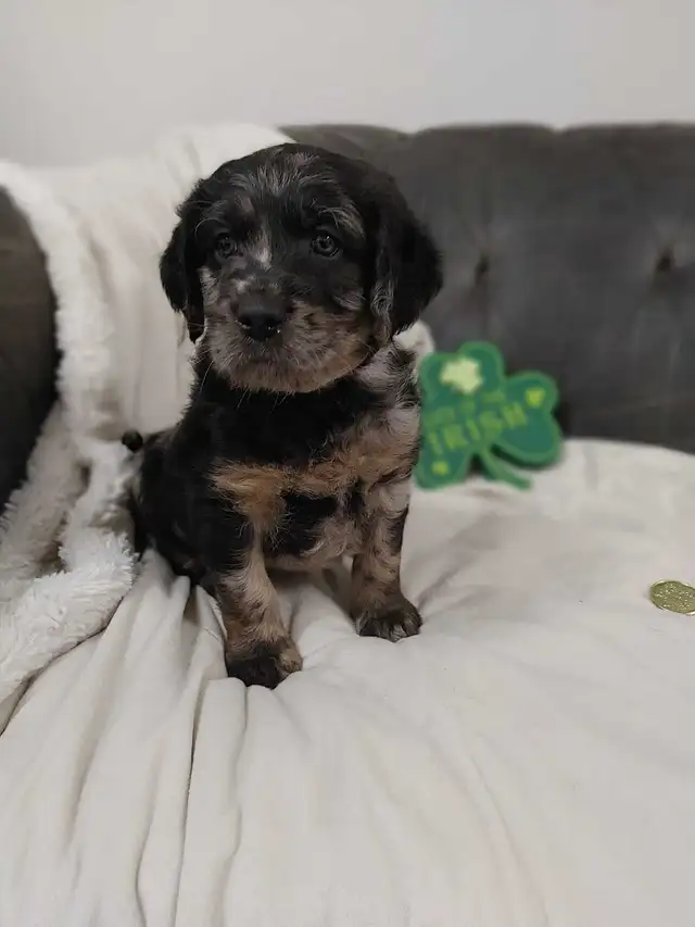 2 Left -  F1 Labradoodle Puppies (Chocolate & Multicolored) in Dogs & Puppies for Rehoming in Delta/Surrey/Langley - Image 4