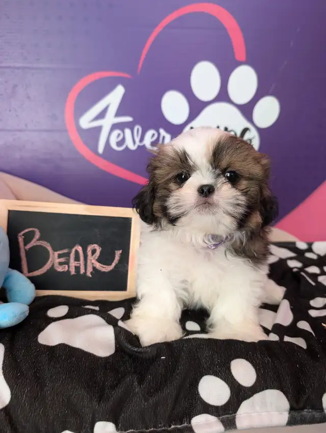 Shih-tzu pure puppies June 29**HYPOALLERGENIC in Dogs & Puppies for Rehoming in West Island - Image 5