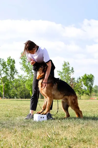 Dog training, View more