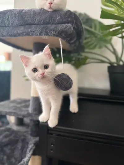White Scottish straight female kitten, View more