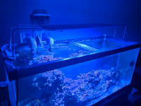 75g saltwater tank