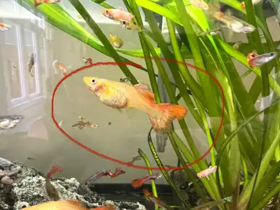 SPECIAL:  20 large guppies for $50, View more