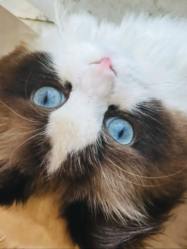 chat ragdoll