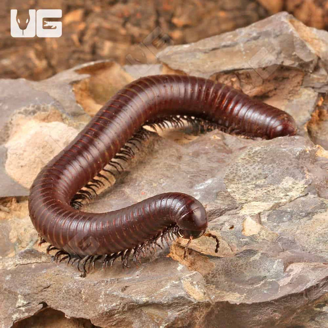 Recherche Millipede/mille patte dans Autres animaux à adopter  à Laval/Rive Nord