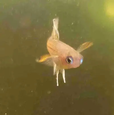 Spotted blue eye rainbowfish for sale. Also known as Pseudomugil gertrudae. Nice little nano fish. S...