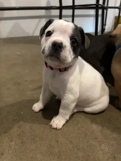 French Bulldog mix puppies , View more