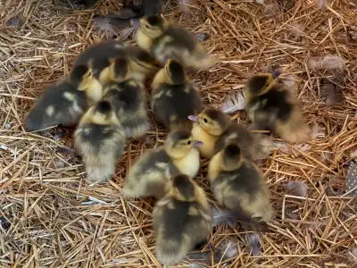 Muscovy ducklings hatched August 9 From black and white, grey, cream adults $10 each 11 available $1...