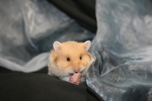Pedigreed syrian hamsters in Small Animals for Rehoming in Burnaby/New Westminster
