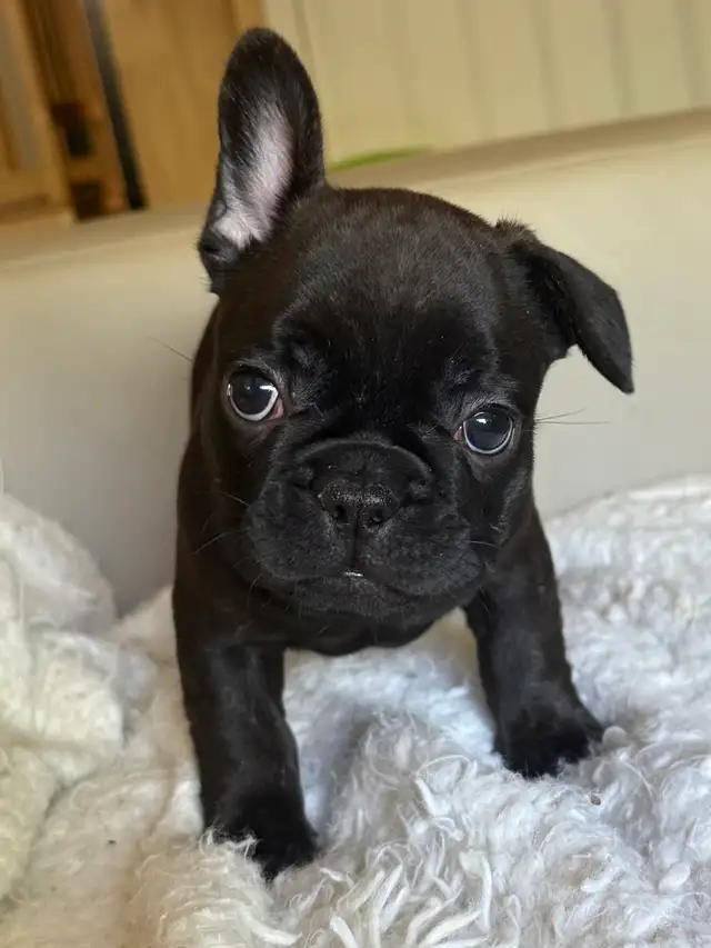 ❤️❤️❤️French Bulldog SWEETHEARTS❤️❤️❤️ in Dogs & Puppies for Rehoming in Calgary - Image 5