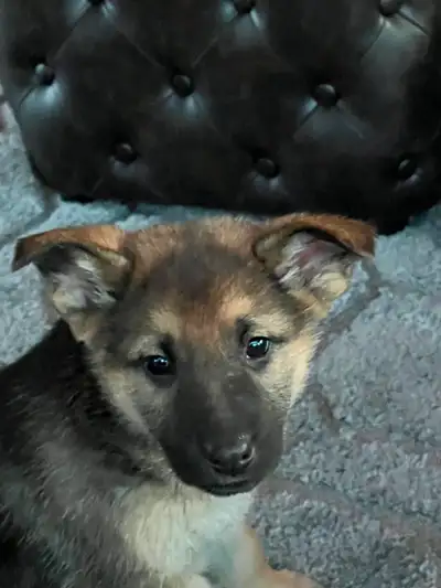 Purebred German Puppies for Valentine's Day, View more