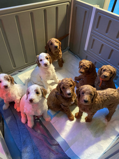 Goldendoodles/Ready to go May 17 !!