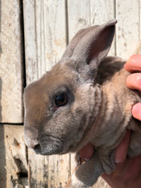 Sweet rabbit for a loving home! From an organic farm.