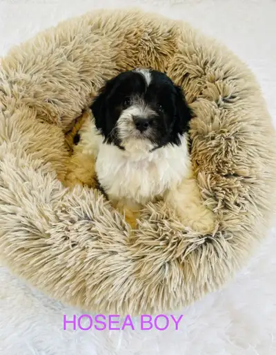 Beautiful little maltipoo puppys are ready today. Puppies from Maltese father and poodle mother. The...
