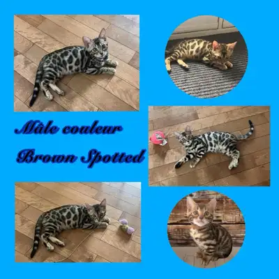 chaton bengal pure race ( enregistré Tica ), View more