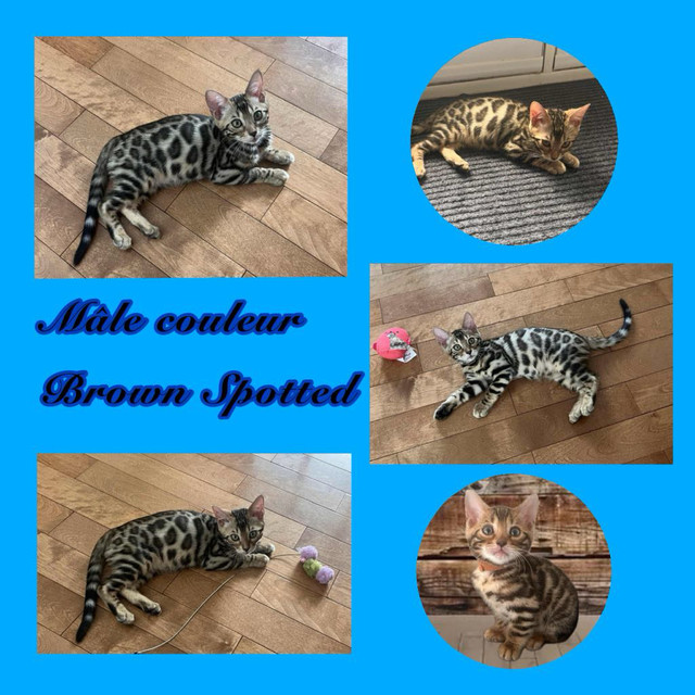 chaton bengal pure race ( enregistré Tica )  dans Chats et chatons à adopter  à Victoriaville